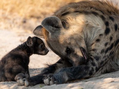 Hyena and Cub