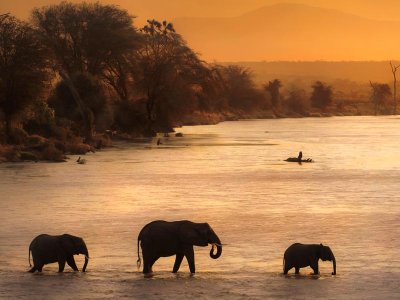 Elephants Crossing