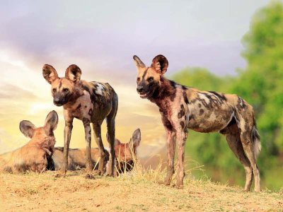 Wild Dogs