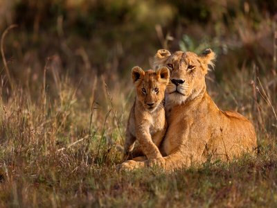 Lioness and Cub