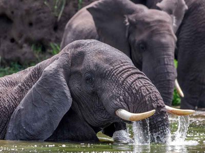 Elephants in the River