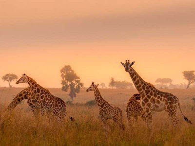 Giraffes