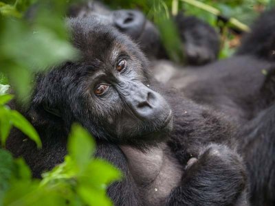 Mountain Gorilla