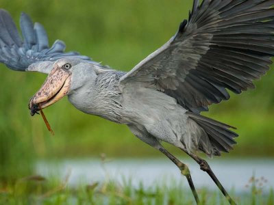 Shoebill Stalk