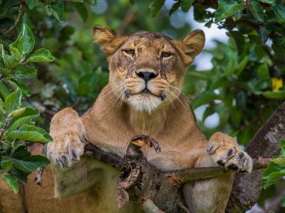 Tree Climbing Lion