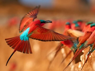 Carmine Bee Eater