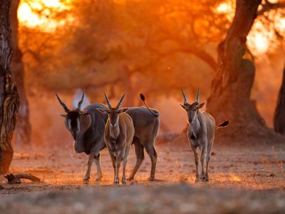 Eland Antelope