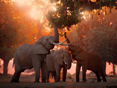 Elephants in Mana Pools