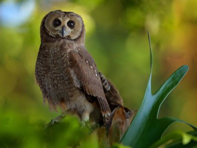 Marsh Owl - Lake Kariba