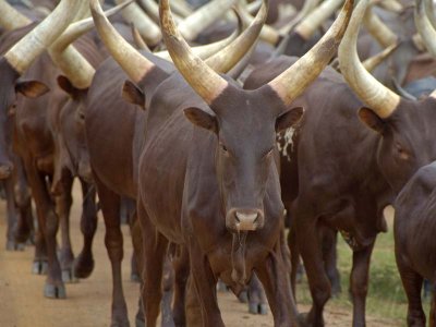 Ankole Cows