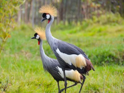 Grey Crowned Cranes