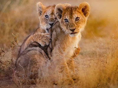 Lion  Cubs