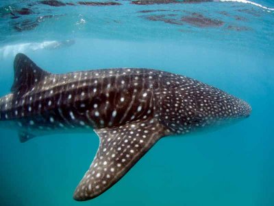 Whale Shark