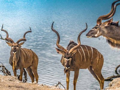 Male Greater Kudu