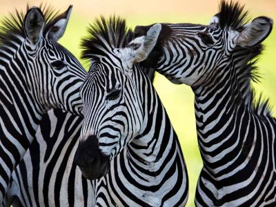 Zebras