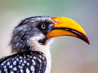 Eastern Yellow Billed Hornbill