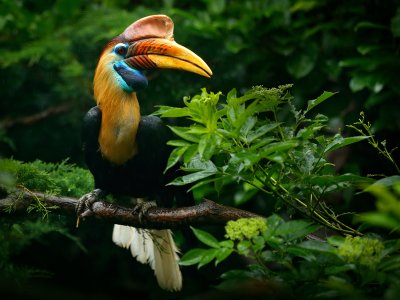 Knobbed Hornbill