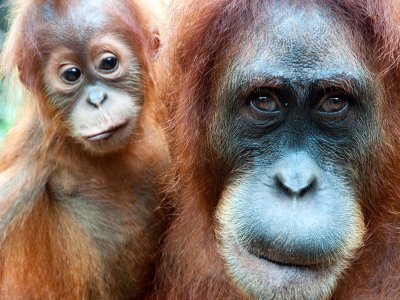 Orangutans