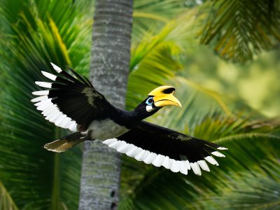 Oriental Pied Hornbill