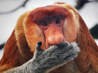 Prooscis Monkey