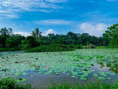 Lake at Pulau Ubin