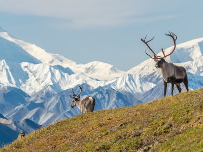 Caribou, Denali