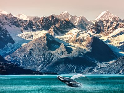 Whale Watching in Alaska