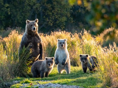 Family of Bears