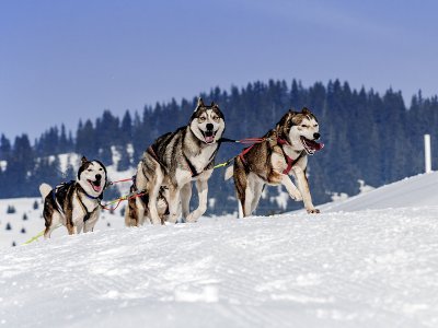 Dog Sled