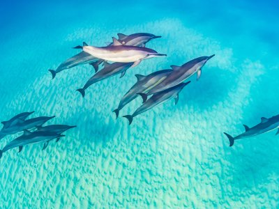 Dolphins in Hawaii