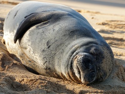 Endangered Hawaiian Monk Seal