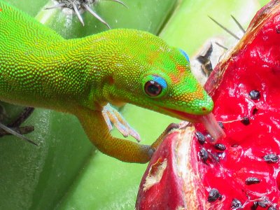 God Dust Day Gecko