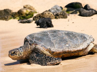 Turtle, Hawaii