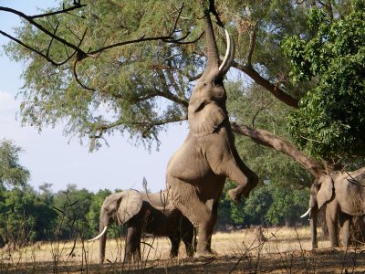 Little Vundu Camp, Mana Pools