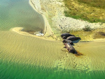 Wetlands - Hippos