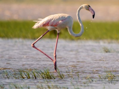 iSimangaliso Wetland Park