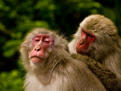 Snow Monkeys, Shodoshima