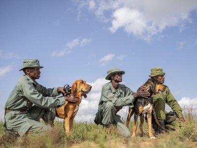 Elewana Sniffer Dogs