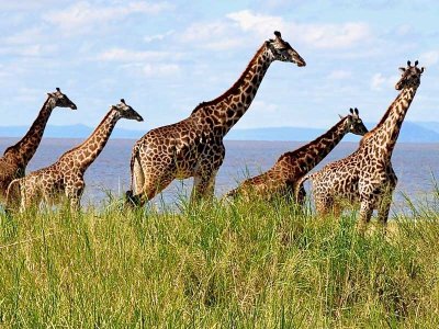 Giraffes, Serengeti