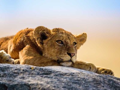 Lion Cub, Serengeti