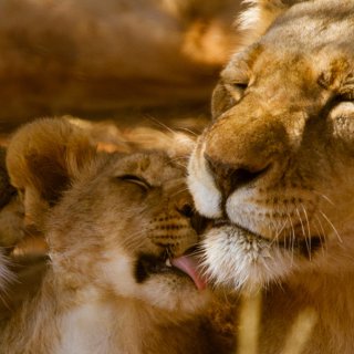 Lions, Masai Mara