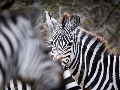 Zebras Masai Mara