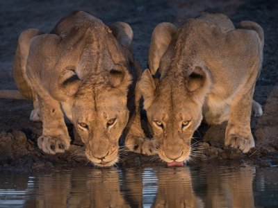 Drinking Lions