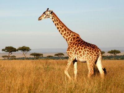 Giraffe