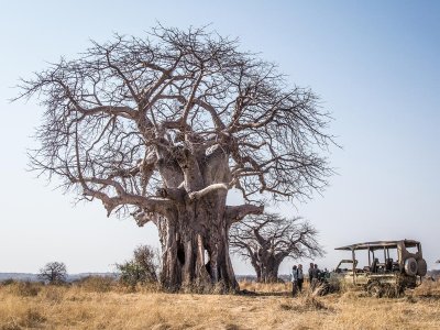 Nomad Kigelia Ruaha