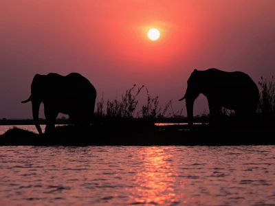 Elephants, Okavango Delta
