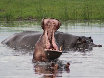 Hippos, Okavango Delta