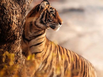 Tiger, Ranthambore