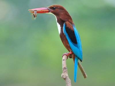Kingfisher, Kerala