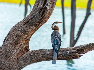 Periyar Wildlife Reserve